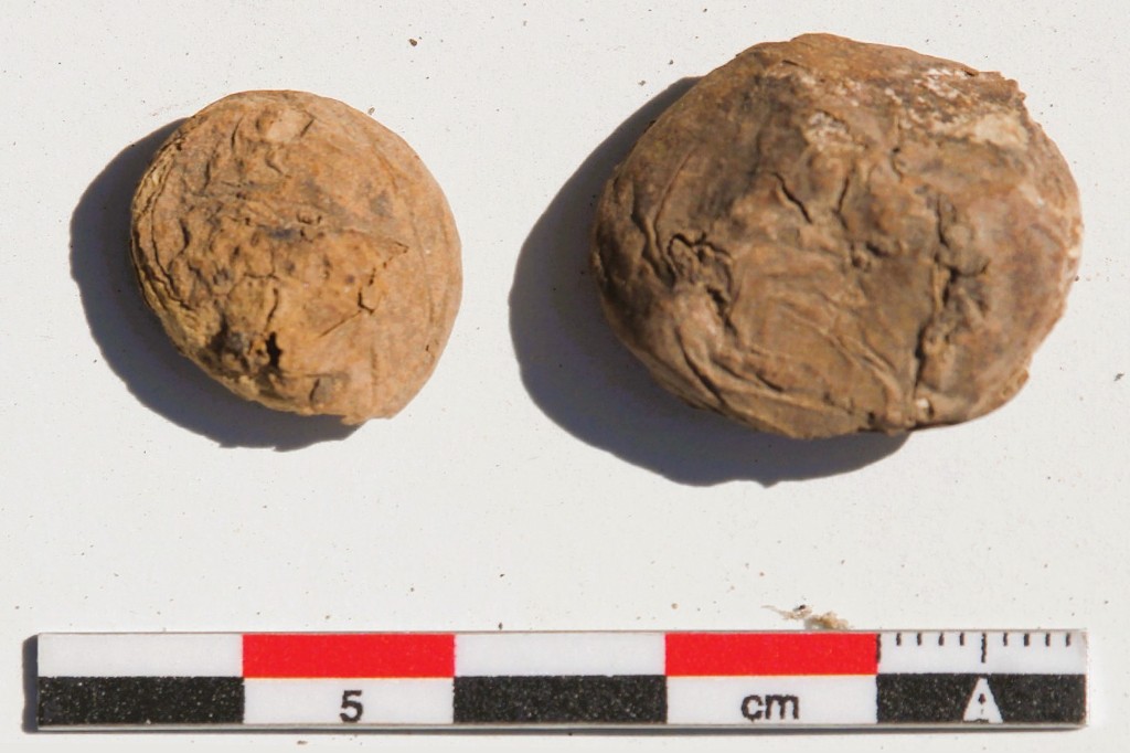 Batatinhas de 500 anos? Alimento inca liofilizado é encontrado no Peru