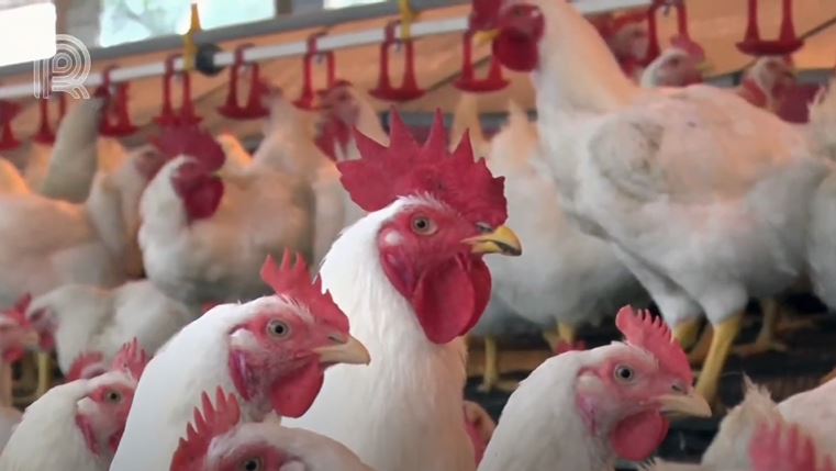 Pesquisadores desenvolvem teste que detecta anticorpos da gripe aviária em apenas seis min