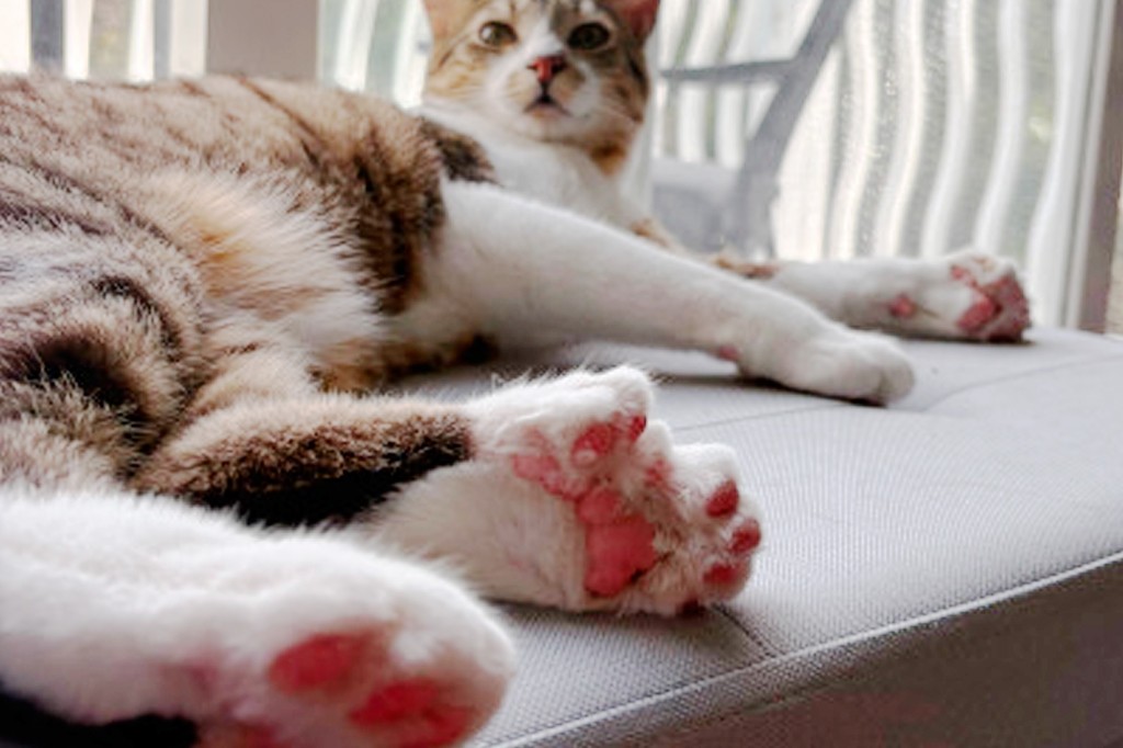 Conheça Toby, o gato que nasceu com 28 dedos e entrou para o Guinness Book