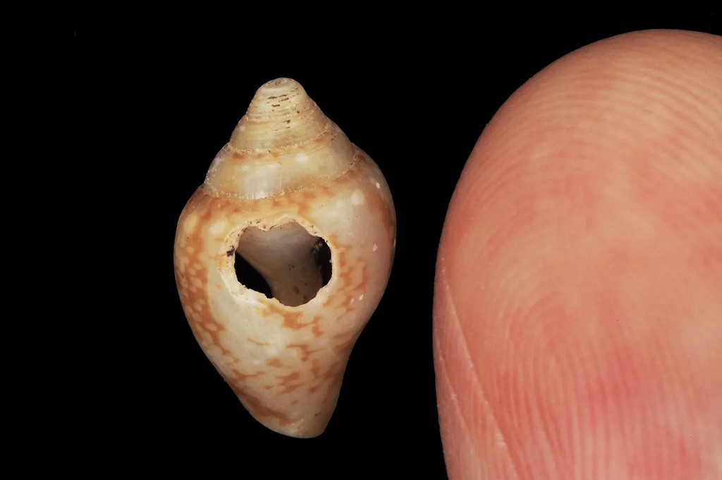 Neandertais e humanos modernos colecionavam as mesmas conchas, mostra estudo