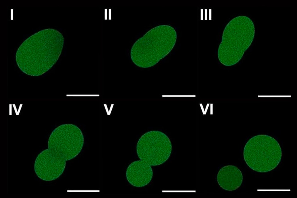 Cientistas afirmam ter criado a primeira célula artificial capaz de crescer e se dividir