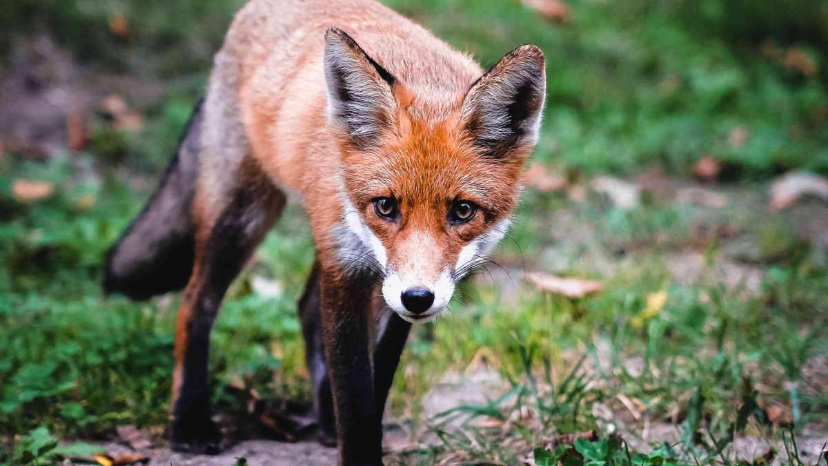 Foxbit acelera no Brasil em parceria estratégica com a NovaDAX e alcança a Binance em volu