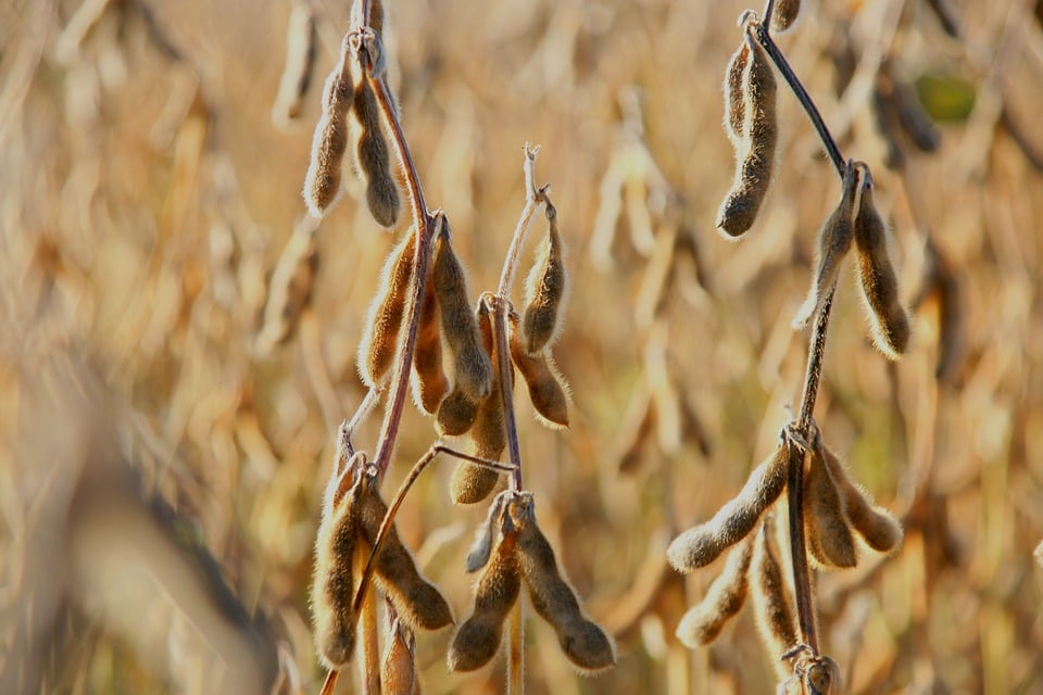 Negócios são contidos em dia de USDA; confira as cotações de soja