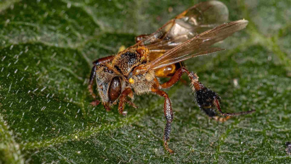 ASF Control e Bee ReFi surgem no Brasil com projeto pioneiro de preservação das abelhas na
