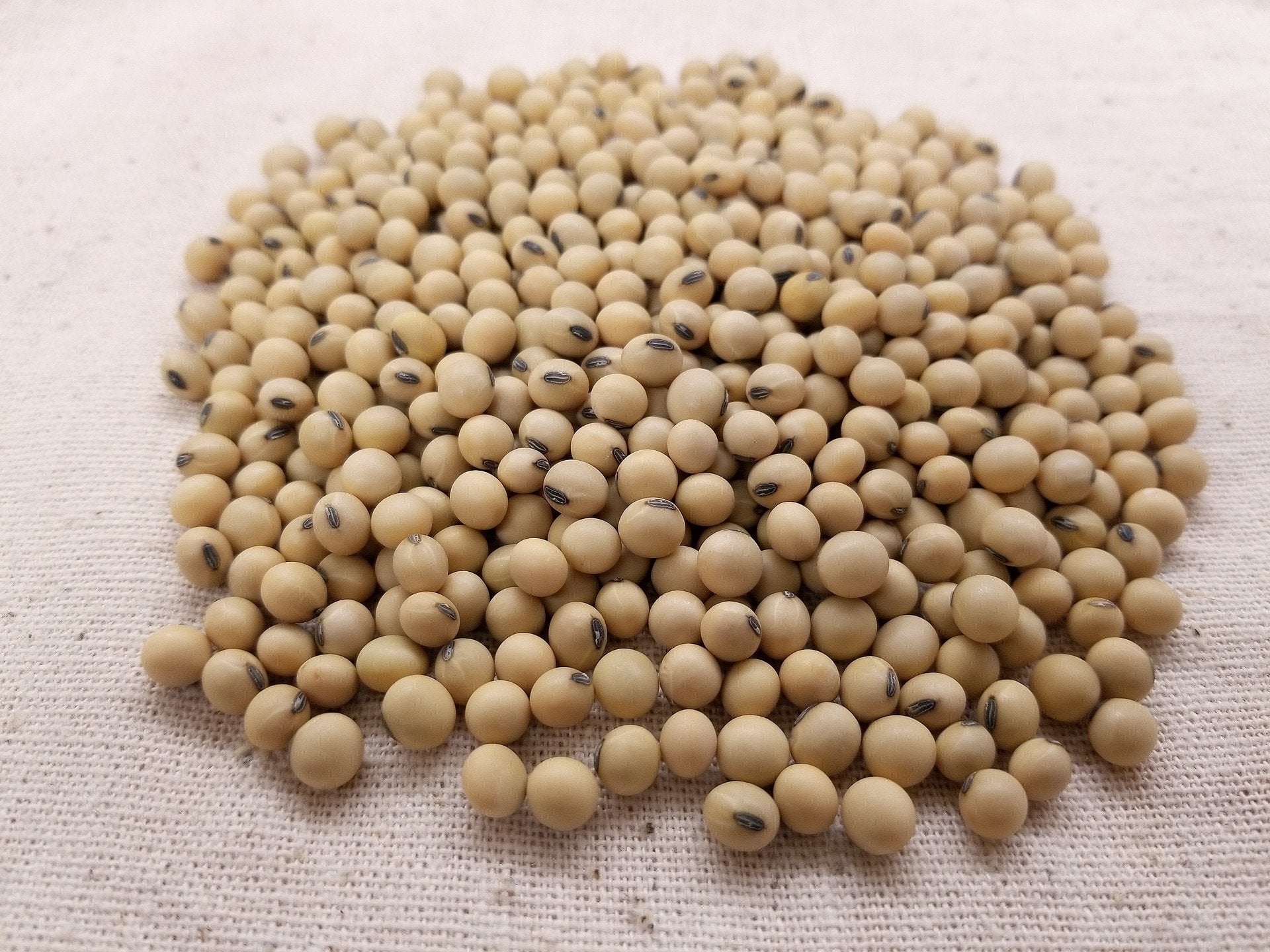 Semana termina com alta da soja brasileira e expectativa pelos dados do USDA