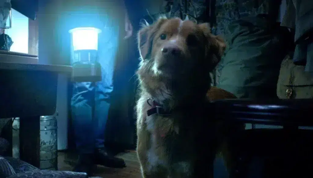 ‘Bom Menino’: Aclamado terror contado pela perspectiva de um cachorro já está disponível n