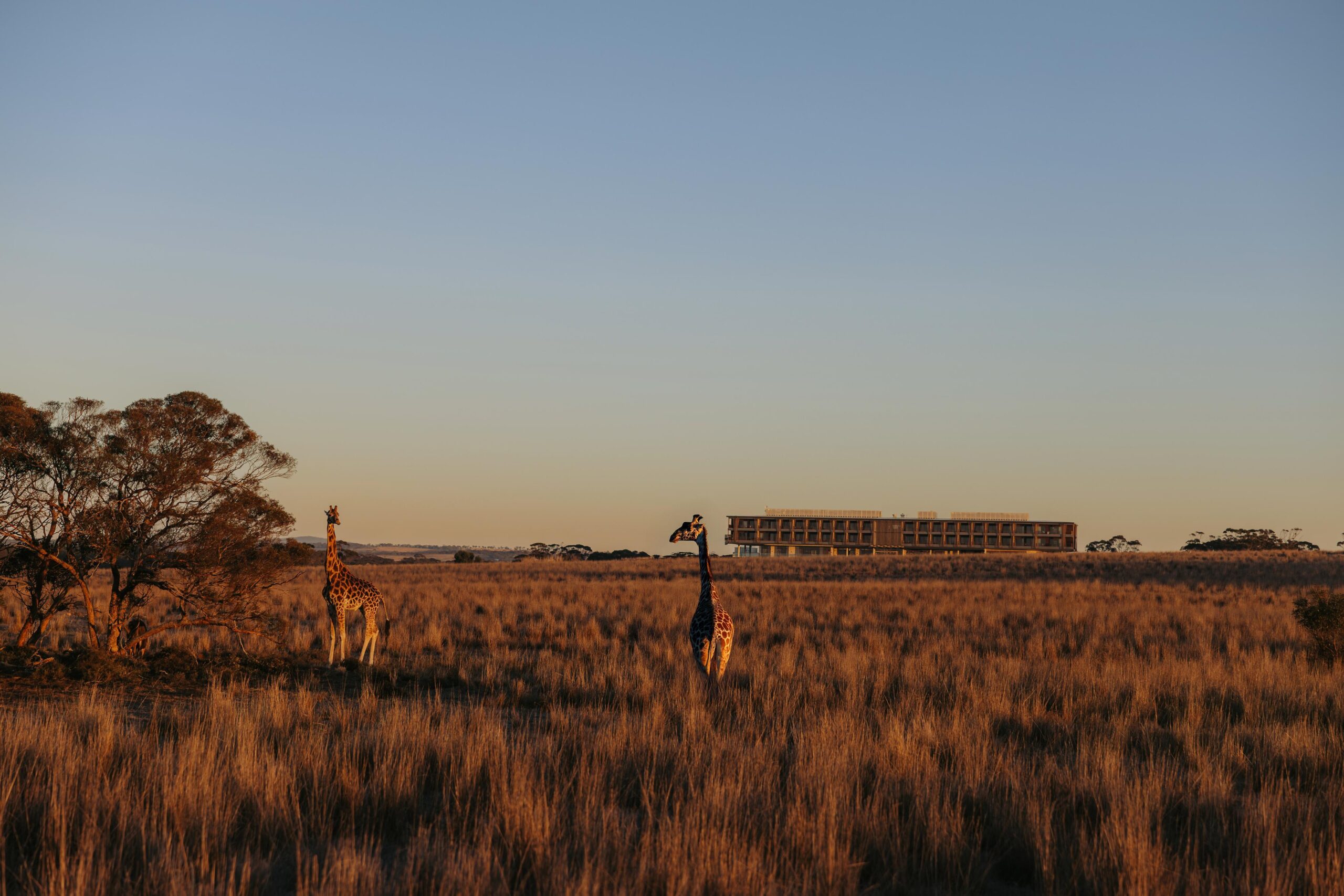 O maior safári fora da África fica na Austrália – e tem glamping de luxo