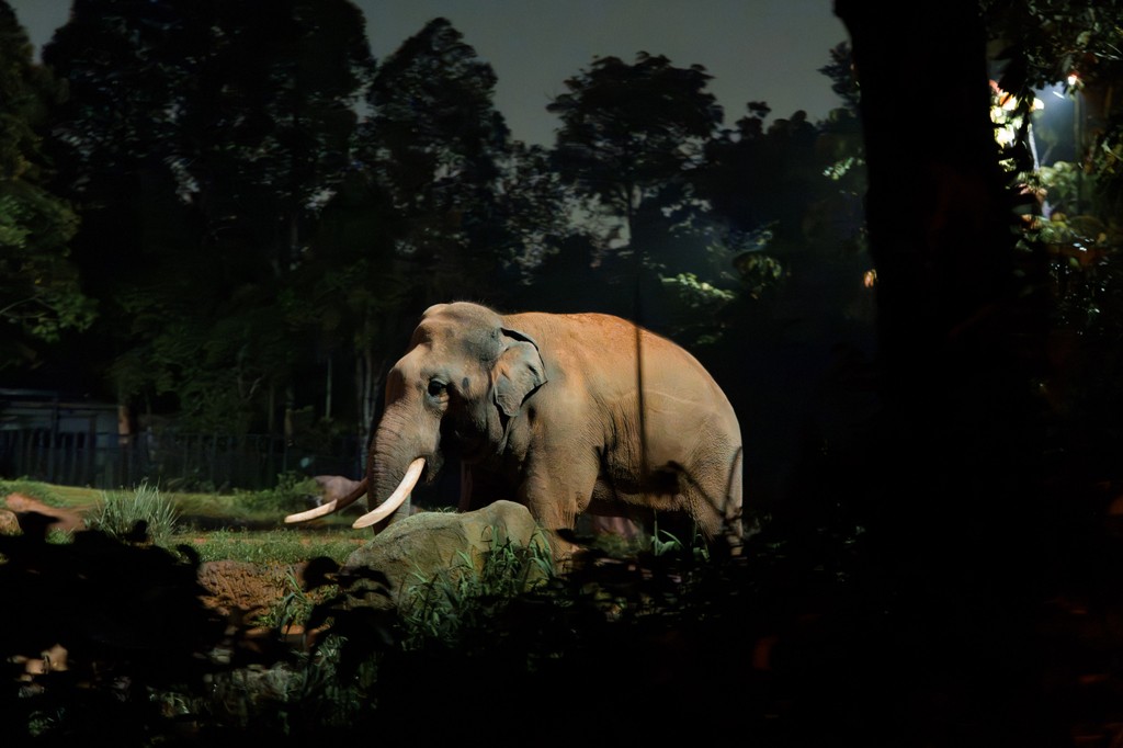 Zoológicos: refúgio para espécies ou prisão disfarçada?