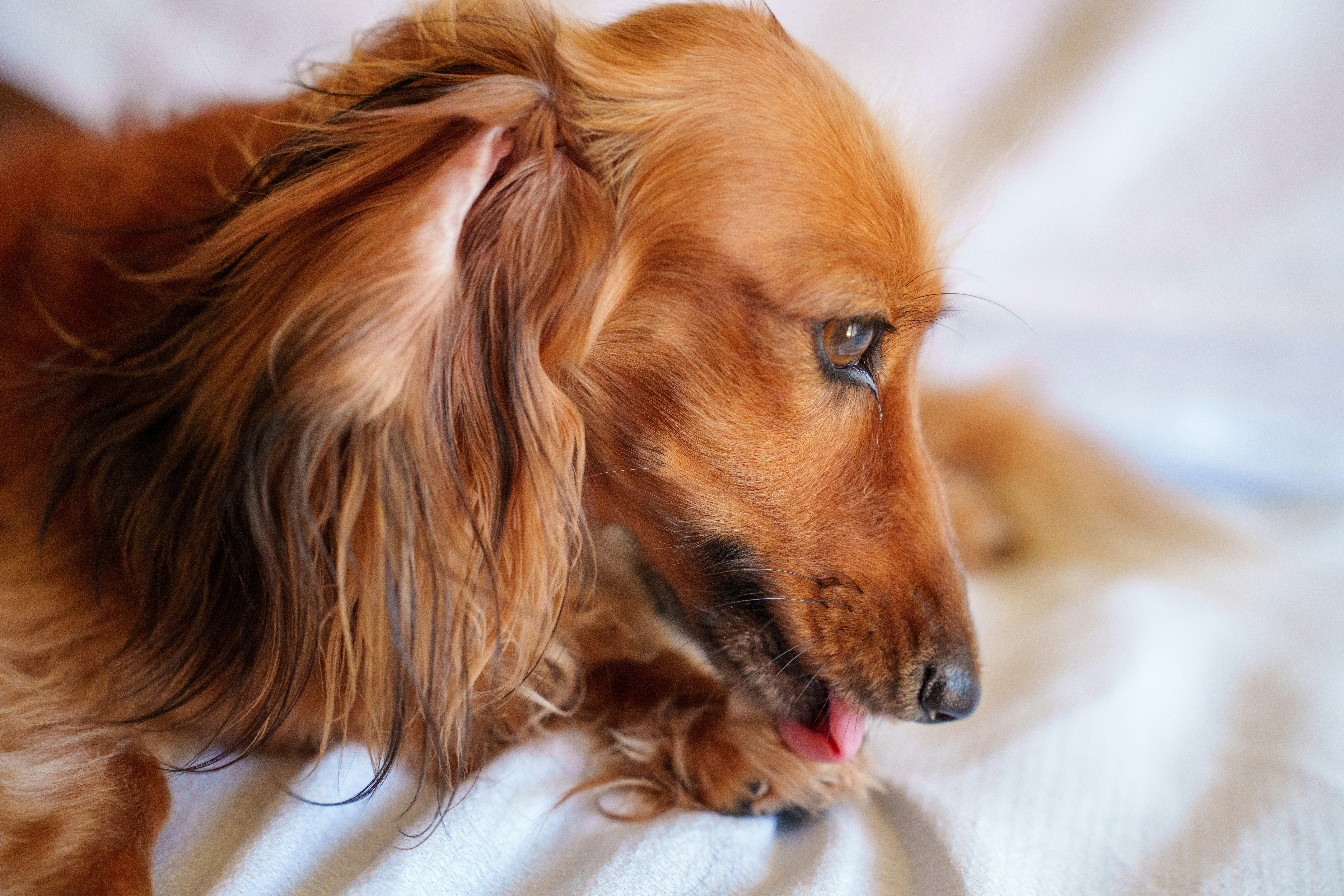 Dermatite por lambedura em cães: sinais, causas e como tratar