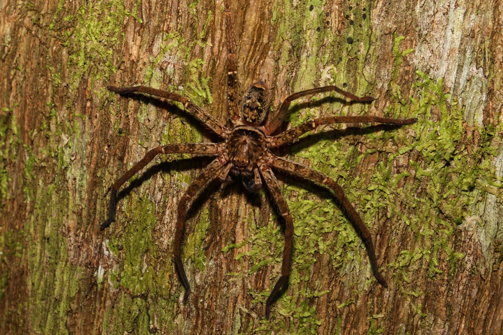 A aranha australiana que acelera como um carro em miniatura