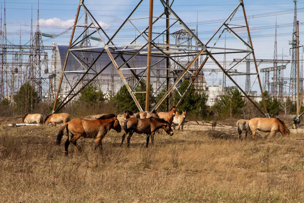 Como a guerra na Ucrânia perturbou a vida selvagem de Chernobyl