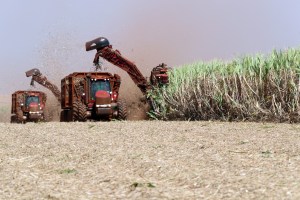 Por que a Índia não deve mais exportar açúcar por vários anos